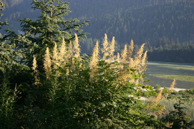 062404 Haines AK (10084)